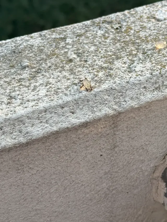 ameisenbekaempfung-fraassgel-einsatz-balkon