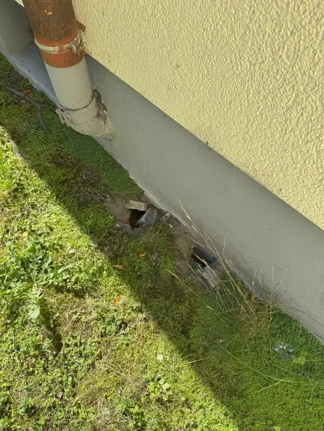 rattenschutz-hinterhof-nagerbekaempfung