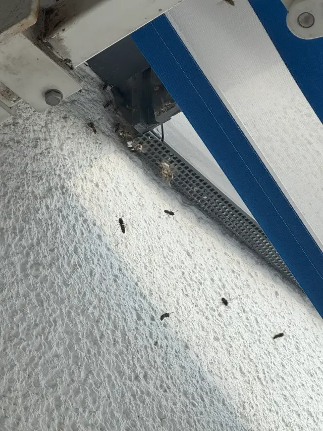 wespenbekaempfung-rolladenkasten-einsatz