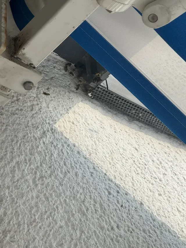 wespennest-rolladenkasten-bekaempfung